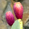 Prickly Pear (Opuntia Ficus-indica) -Plant related-Sow Exotic 006b8df75a9bc86c9c4a67681847c07a