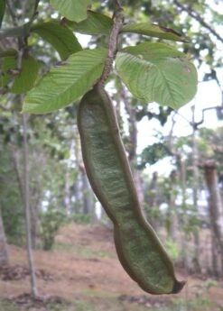 Ice Cream Bean (Inga Edulis) -Plant related-Sow Exotic 0155d9 01cfcb0f951c413ebb6c028d79a6d040 mv2 d 2112 2816 s 2