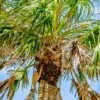 Sabal Palm Tree (Sabal Palmetto) 1 Sabal Palm Tree (Sabal Palmetto) -Plant related-Sow Exotic 0155d9 155fc7ca3f4b42c8abfbb7bdd40452e6 mv2 d 1869 2800 s 2