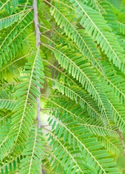 Amla, Indian Gooseberry (Phyllanthus Emblica) -Plant related-Sow Exotic 0155d9 1fbee7d1bf5e4d2cbd137608090fe2c4 mv2 d 1860 2800 s 2