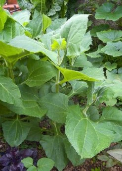 Earth Apple, 'Yellow' (Smallanthus Sonchifolius) -Plant related-Sow Exotic 0155d9 2e1720a4536e4f0fa985deba5703940a mv2 d 1874 2800 s 2 88356a23 def2 40b4 9f2c d4e87487a8f4