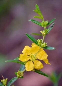 Sun Opener, Sinicuichi (Heimia Salicifolia) -Plant related-Sow Exotic 0155d9 376f2598fcd842feb3ee6168fa92c091 mv2 d 3264 4928 s 4 2