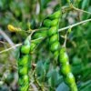 Pigeon Pea, Green (Cajanus Cajan) 1 Pigeon Pea, Green (Cajanus Cajan) -Plant related-Sow Exotic 0155d9 439e24c7d7534f34bc956d337064b9a9 mv2 d 2639 3659 s 4 2