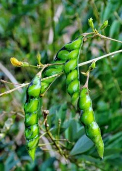 Pigeon Pea, Green (Cajanus Cajan)
