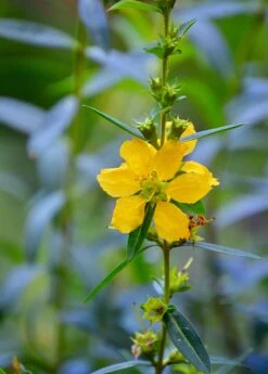 Sun Opener, Sinicuichi (Heimia Salicifolia) -Plant related-Sow Exotic 0155d9 4599d42dafc54c6e8e0f2e9b07f6a881 mv2 d 3264 4928 s 4 2