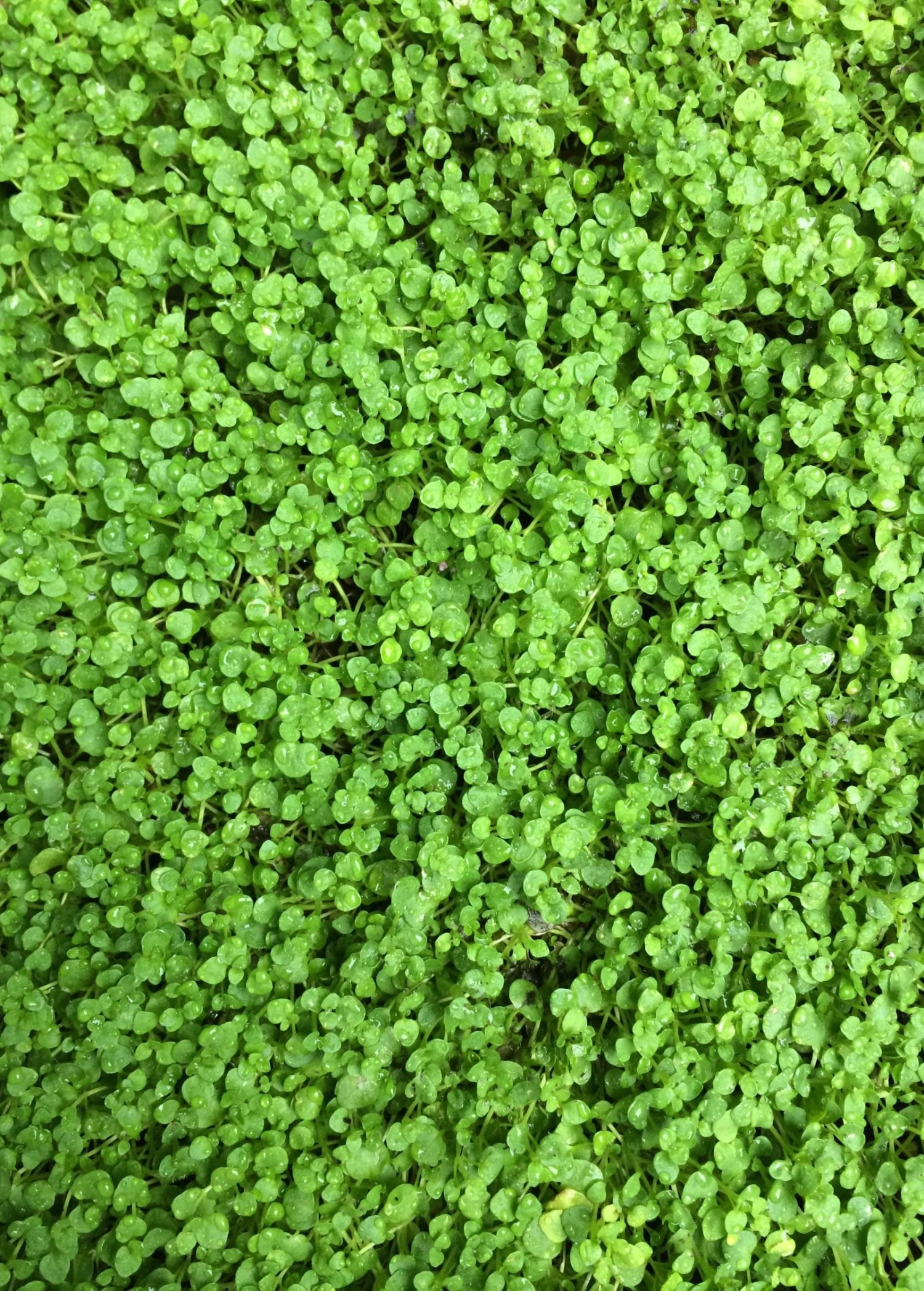 Corsican Mint (Mentha Requienii) 3 Corsican Mint (Mentha Requienii)