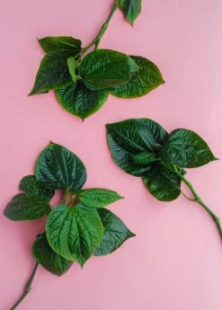 Lolot (Piper Sarmentosum) 10 Lolot (Piper Sarmentosum) -Plant related-Sow Exotic 0155d9 4dac8f1bcf3e45de953a21ac4071b86a mv2 d 3648 5472 s 4 2