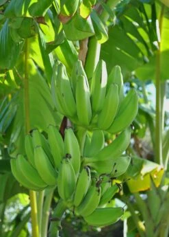 Banana 'Mona Lisa' (Musa Acuminata)