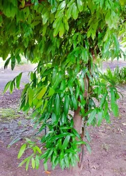 Cinnamon (Cinnamomum Verum) -Plant related-Sow Exotic 0155d9 5c3c9bdee0994fbe85ee80b941fa21ad mv2 d 2034 3050 s 2