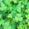 Sushni (Marsilea Minuta) -Plant related-Sow Exotic 0155d9 802f7cce352a47fe92dbcc2cb2d6f378 mv2 d 2625 2625 s 4 2