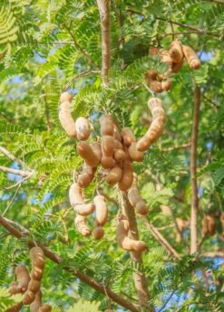 Plant related-Sow Exotic 15 Tamarind (Tamarindus Indica)