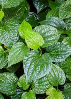 Lolot (Piper Sarmentosum) 11 Lolot (Piper Sarmentosum) -Plant related-Sow Exotic 0155d9 9341901467de42e485b61a0ecfae903b