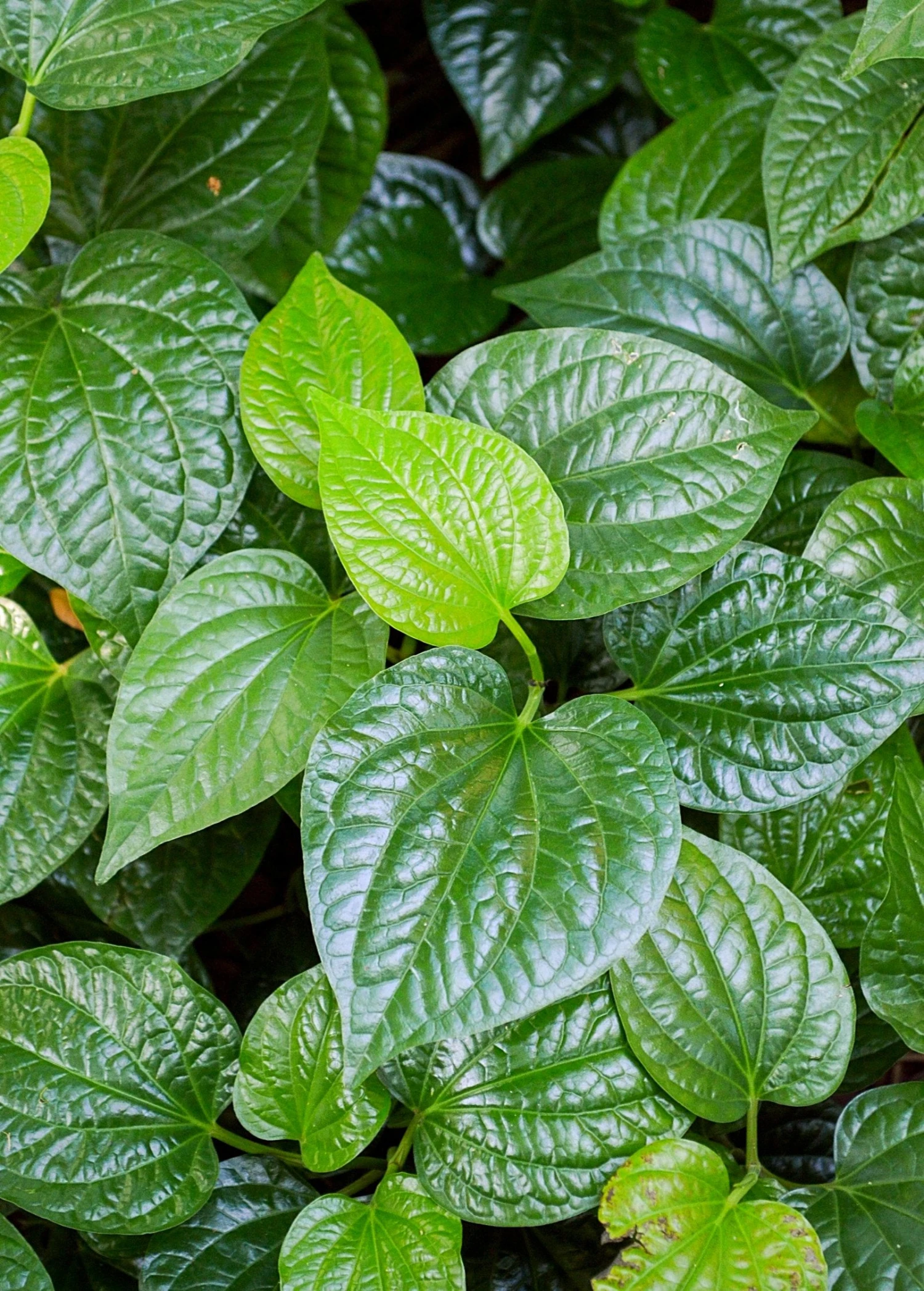 Lolot (Piper Sarmentosum) 7 Lolot (Piper Sarmentosum) - Image 5