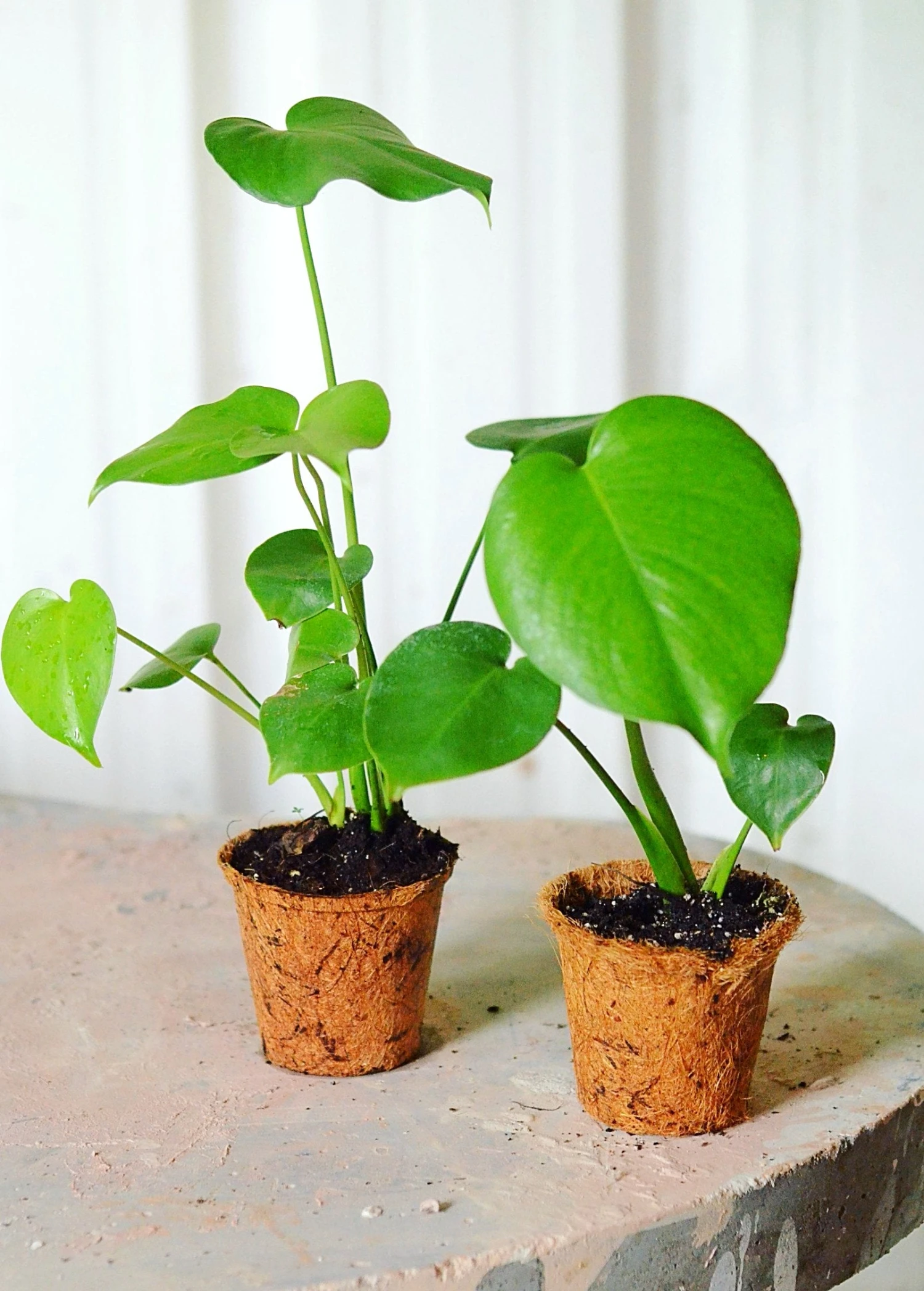 Monstera Deliciosa, Swiss Cheese Plant 10 Monstera Deliciosa, Swiss Cheese Plant - Image 8