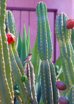 Peruvian Apple Cactus (Cereus Repandus) -Plant related-Sow Exotic 0155d9 9fd2ff4a57324c3f92bf1cffdbb59874 mv2 d 2019 3000 s 2