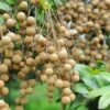 Longan, 'Kohala' (Dimocarpus Longan) -Plant related-Sow Exotic 0155d9 a79f84a0dff5467daf7ad264dd531f65 mv2 d 2832 4256 s 4 2