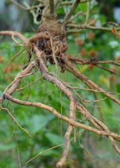 Ashwagandha (Withania Somnifera) -Plant related-Sow Exotic 0155d9 af78b0aa658a4736babf4d2227d35bc0 mv2 d 3264 4928 s 4 2