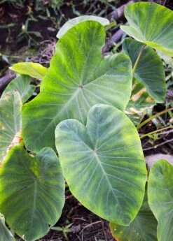 Taro, Red (Colocasia Esculenta) -Plant related-Sow Exotic 0155d9 b0be5db36a574df7921617a8173563cc mv2 d 1862 2800 s 2