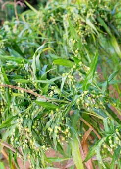 Job's Tears (Coix Lacryma-jobi)