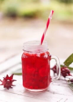 Florida Cranberry (Hibiscus Sabdariffa) 11 Florida Cranberry (Hibiscus Sabdariffa) -Plant related-Sow Exotic 0155d9 c34fdedc94a947bb8c564027b5fa9c8f mv2 d 2340 2800 s 2