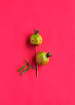 Pomegranate 'Vietnamese Pink' (Punica Granatum) 9 Pomegranate 'Vietnamese Pink' (Punica Granatum) -Plant related-Sow Exotic 0155d9 d1b0582fd8484caf87aa44915959da6f mv2 d 3271 4907 s 4 2