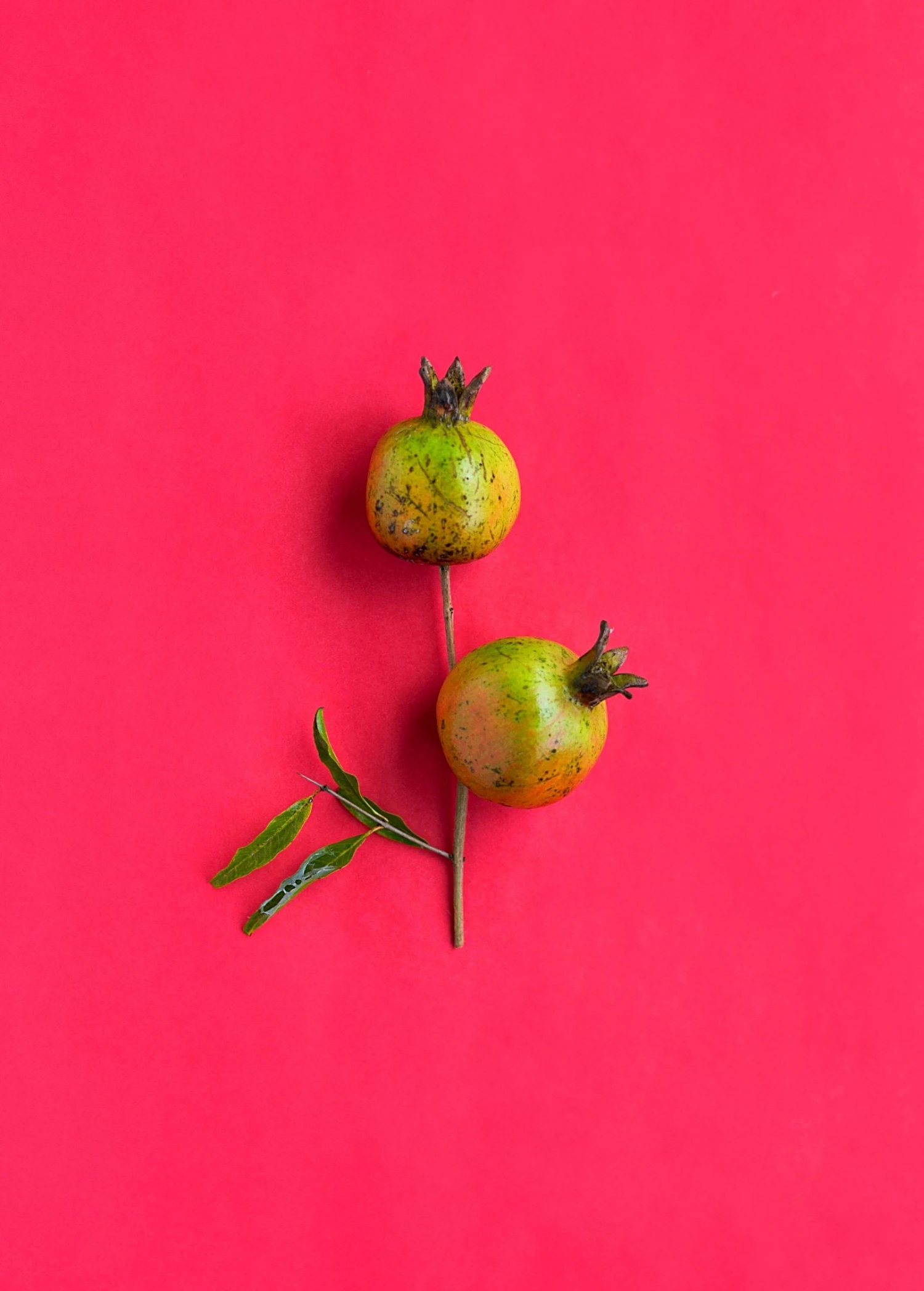 Pomegranate 'Vietnamese Pink' (Punica Granatum) 5 Pomegranate 'Vietnamese Pink' (Punica Granatum) - Image 3