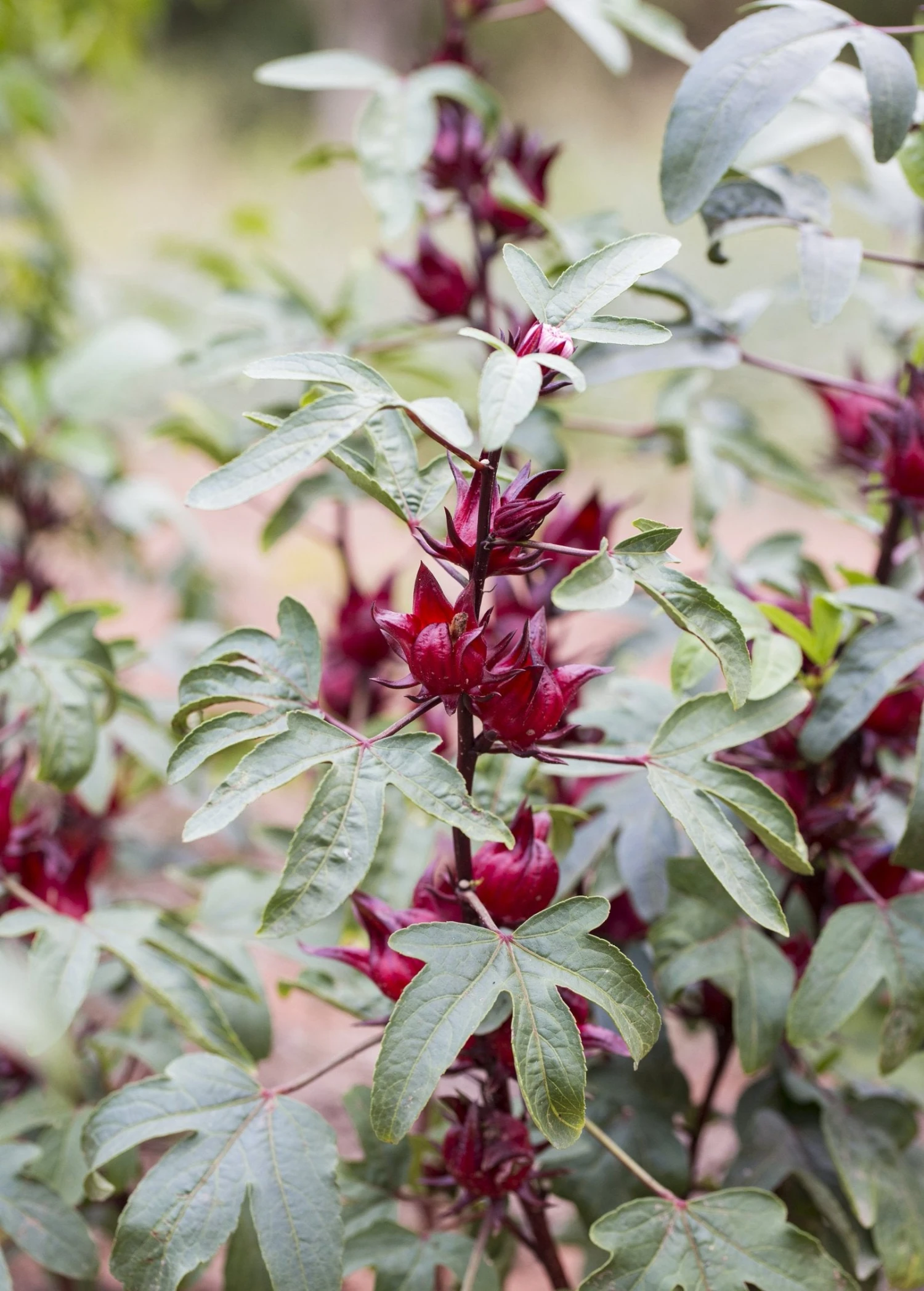 Florida Cranberry (Hibiscus Sabdariffa) 4 Florida Cranberry (Hibiscus Sabdariffa) - Image 2