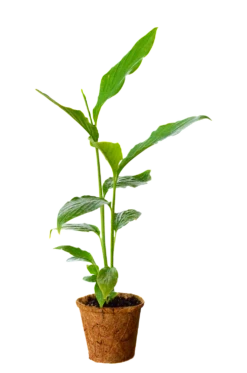 Cardamom (Elettaria Cardamomum) -Plant related-Sow Exotic 0155d9 ded028d48e644e70b39ee6ced7756f5b mv2