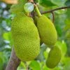 Jackfruit Seedling (Artocarpus Heterophyllus) -Plant related-Sow Exotic 0155d9 ef53a13014bf46009db44b977d302d1c mv2 d 3648 5472 s 4 2 3d3fad04 e41d 43cc a7ea 2988a34544bc