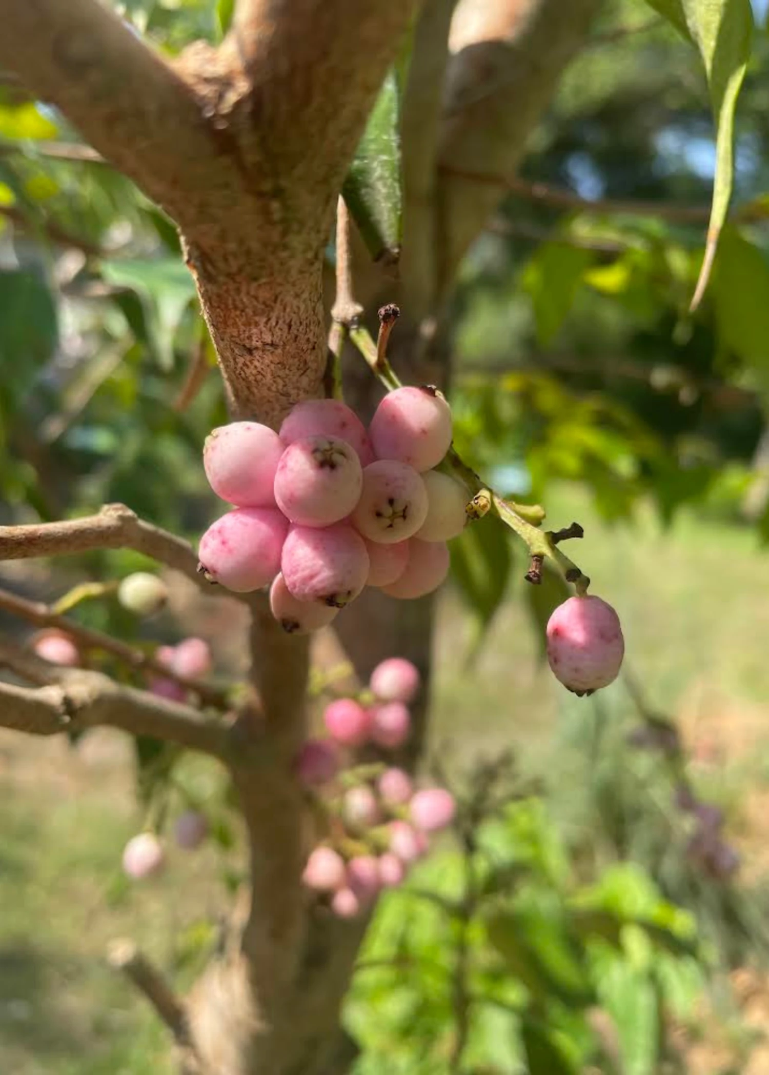 Lilly Pilly (Syzygium Smithii, Acmena Smithii) 4 Lilly Pilly (Syzygium Smithii, Acmena Smithii) - Image 2