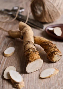 Horseradish (Armoracia Rusticana)