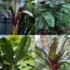 Banana Bundle: Siam Ruby, Blood Banana, Dwarf Cavendish & Red Abyssinian -Plant related-Sow Exotic 1 4