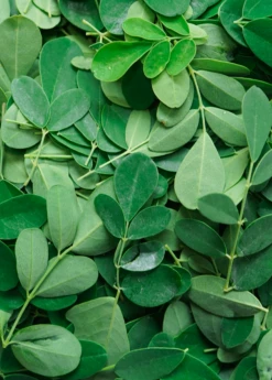 Moringa (Moringa Oleifera) -Plant related-Sow Exotic 1 6