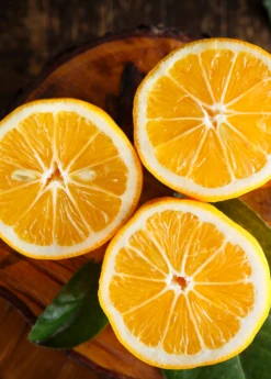 Plant related-Sow Exotic 10 Meyer Lemon (Citrus × Meyeri)