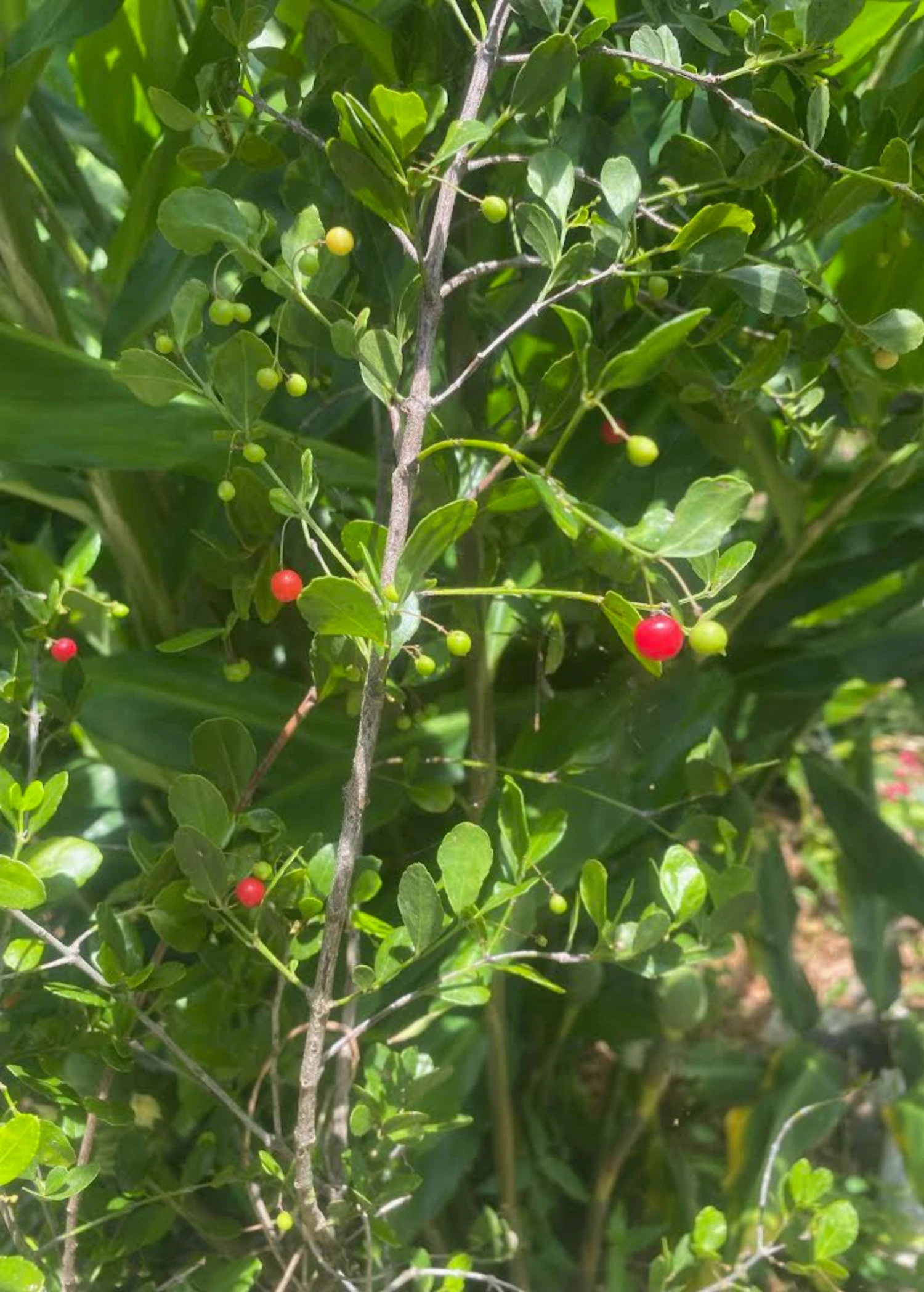 Maiden Berry (Crossopetalum Rhacoma) 4 Maiden Berry (Crossopetalum Rhacoma) - Image 2