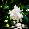 Everblooming Gardenia (Gardenia Veitchii) -Plant related-Sow Exotic 27DB5EFC AEEA 4284 9E08 30F199CC5C40