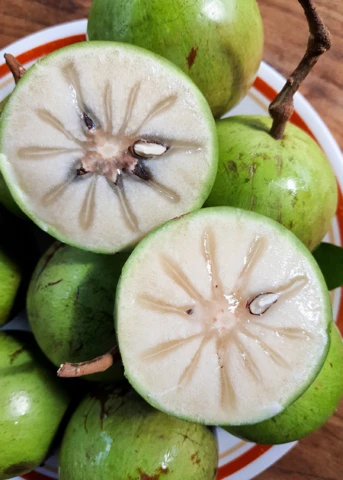 Green Caimito (Chrysophyllum Cainito) 3 Green Caimito (Chrysophyllum Cainito)