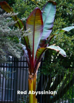 Banana Bundle: Siam Ruby, Blood Banana, Dwarf Cavendish & Red Abyssinian -Plant related-Sow Exotic 2 4 8985e285 ce04 4e50 aa53 cc81bd4e76e5