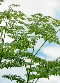 Moringa (Moringa Oleifera) -Plant related-Sow Exotic 2 7