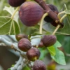 Fig Tree Bundle: 'Olympian' Fig & 'Brown Turkey' Fig -Plant related-Sow Exotic 2 7 b3cfd3b9 eca4 4b53 92c5 52cd2df1a1e8