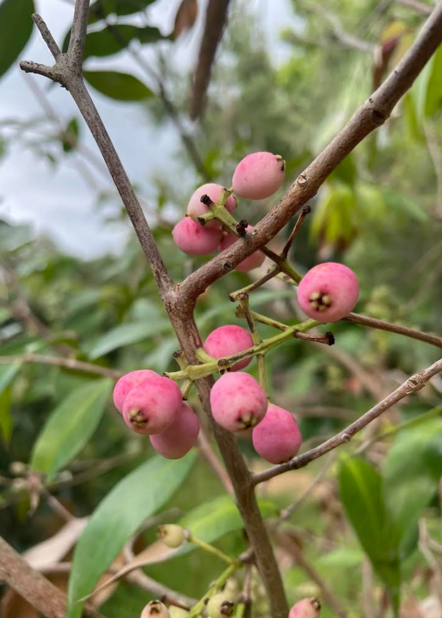 Lilly Pilly (Syzygium Smithii, Acmena Smithii) 6 Lilly Pilly (Syzygium Smithii, Acmena Smithii) - Image 4