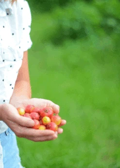 Guava, Strawberry (Psidium Cattleianum) -Plant related-Sow Exotic 3DEA704B 3825 4F78 BEC4 9A92A56E0116