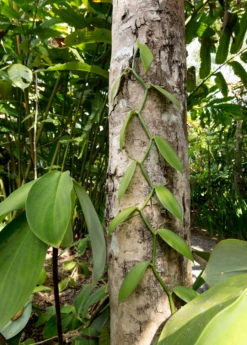 Vanilla Bean Orchid (Vanilla Planifolia) -Plant related-Sow Exotic 3 3607b2cc 18a0 4b80 921d 785e8056ab12