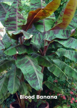 Banana Bundle: Siam Ruby, Blood Banana, Dwarf Cavendish & Red Abyssinian -Plant related-Sow Exotic 3 4