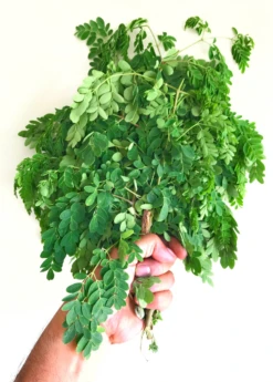 Moringa (Moringa Oleifera) -Plant related-Sow Exotic 3 6