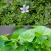 Ayurveda Herb Bundle: Gotu Kola & Brahmi -Plant related-Sow Exotic 3 6 1d802ccf 06fd 41c9 a0fb 41839d8c3358