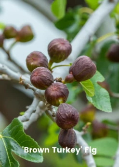 Fig Tree Bundle: 'Olympian' Fig & 'Brown Turkey' Fig -Plant related-Sow Exotic 3 7