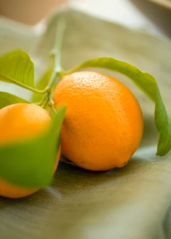 Meyer Lemon (Citrus × Meyeri) 12 Meyer Lemon (Citrus × Meyeri) -Plant related-Sow Exotic 3 ba63f6d9 b7c6 449c a8d7 f957dd2888a1