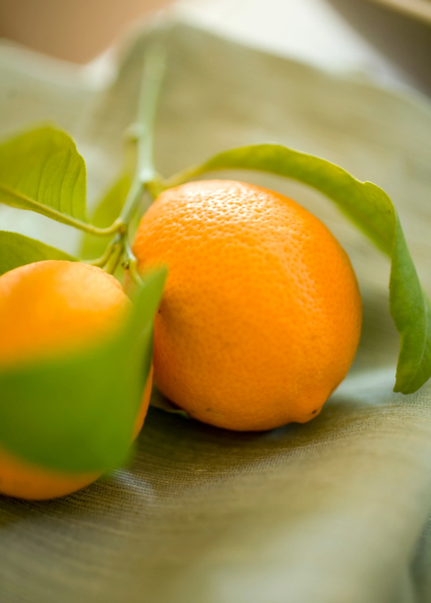 Meyer Lemon (Citrus × Meyeri) 5 Meyer Lemon (Citrus × Meyeri) - Image 3