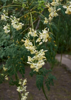 Moringa (Moringa Oleifera) -Plant related-Sow Exotic 4 3